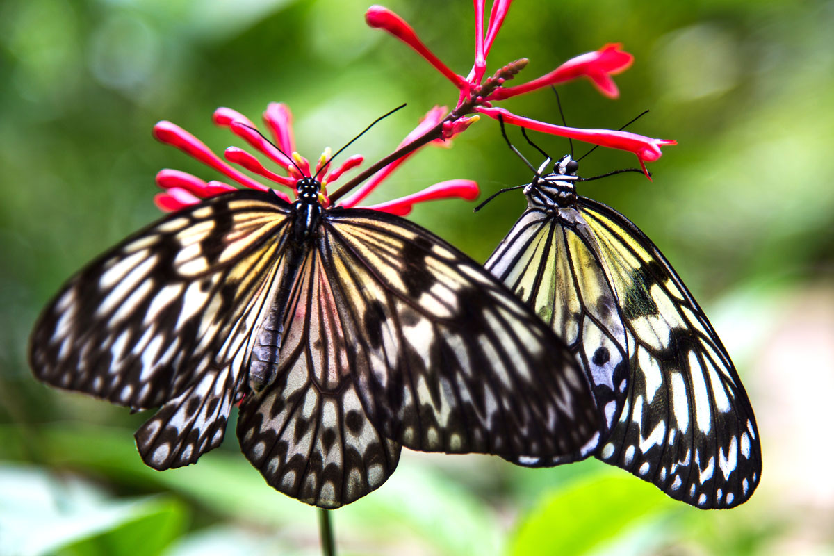 butterflies Hawaii