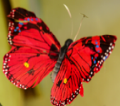 butterfly2