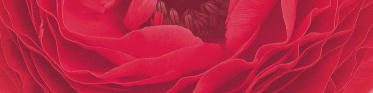 contact_section_flower